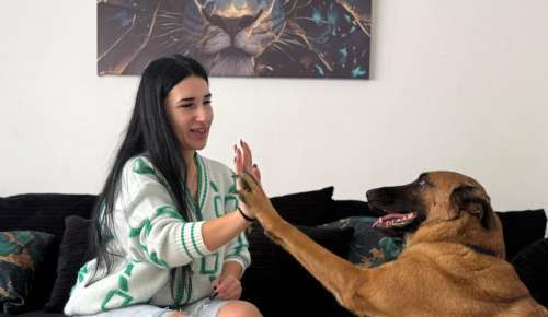 מאלפים/כלבנות טיפולי