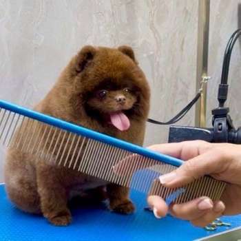 ספרים/גרומרים