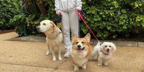 דוגיסיטרים/קטסיטרים