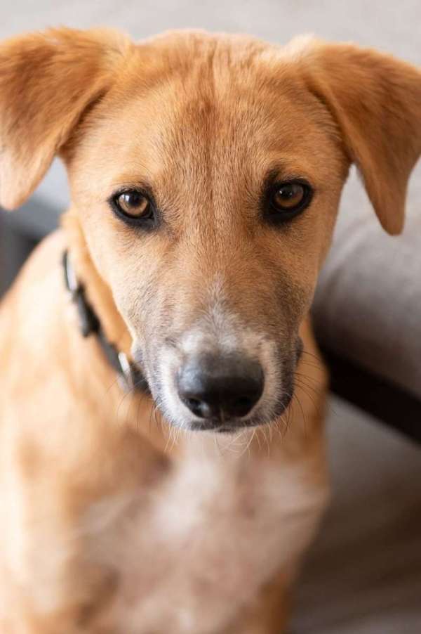 כלבים לאמוץ