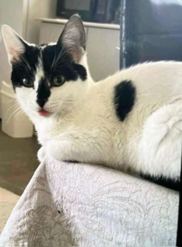 Ласковый игривый котик