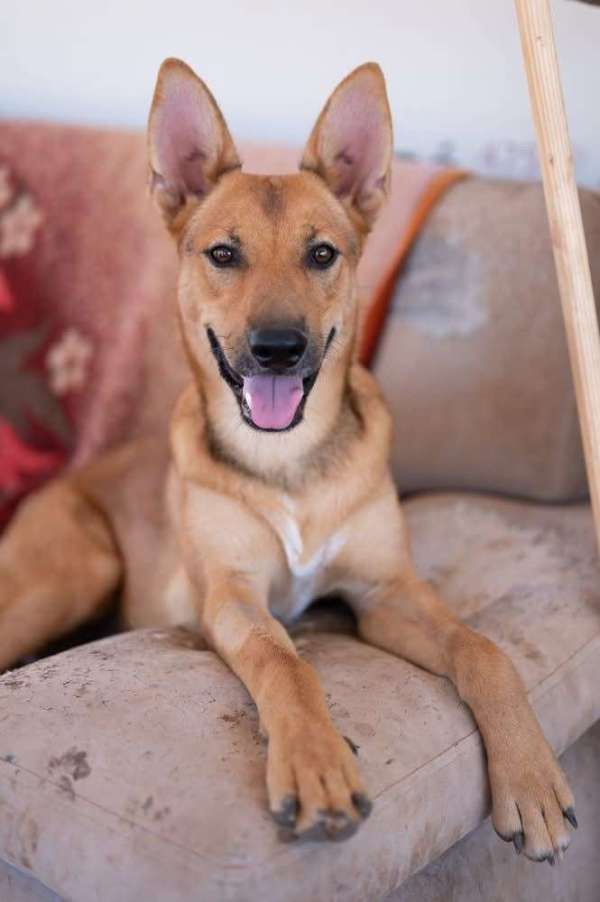 כלבים לאמוץ