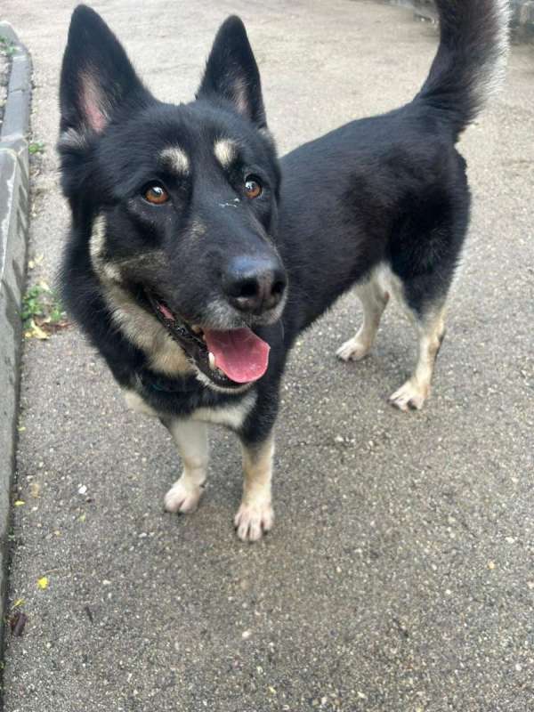 Собаки ищут дом