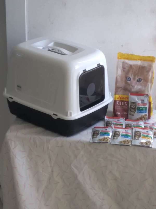 туалет для кошек