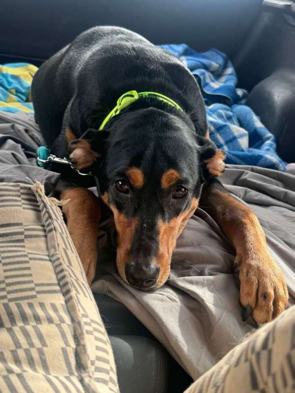 מחפש בית חדש