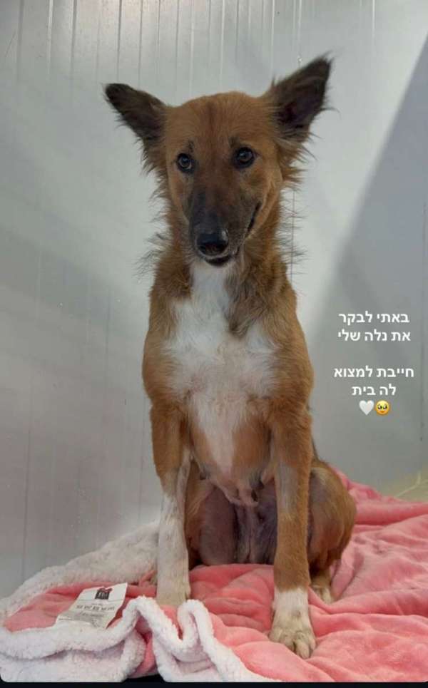 כלבים לאמוץ