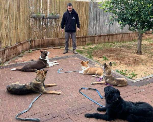 כלבנות טיפולית