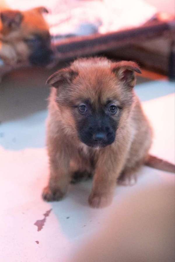 גורים לאמוץ