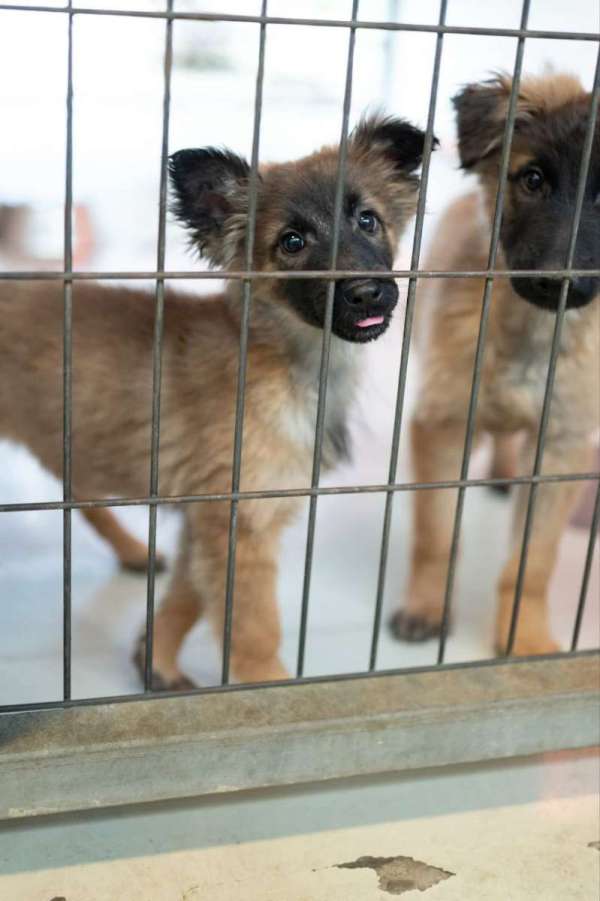 גורים לאמוץ