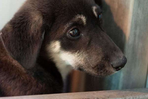 כלבים לאמוץ