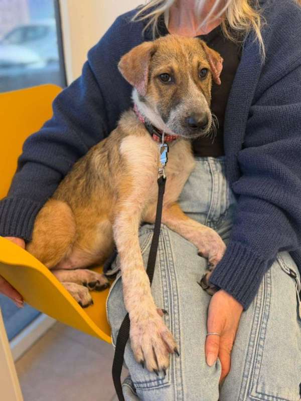 כלבים לאמוץ